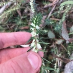 Melichrus urceolatus at O'Connor, ACT - 6 Apr 2021