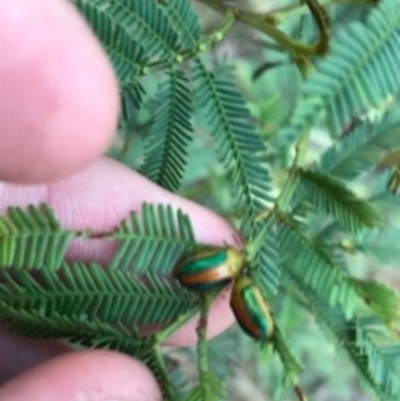 Calomela parilis (Leaf beetle) at Dryandra St Woodland - 6 Apr 2021 by Tapirlord