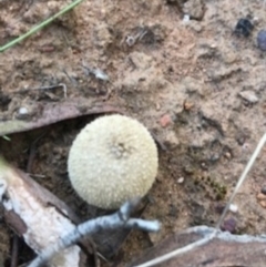 Bovista (A puffball) at O'Connor, ACT - 6 Apr 2021 by Tapirlord