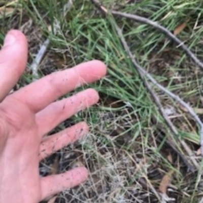 Eragrostis curvula (African Lovegrass) at Dryandra St Woodland - 6 Apr 2021 by Tapirlord