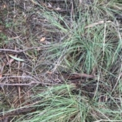 Eragrostis curvula at O'Connor, ACT - 6 Apr 2021