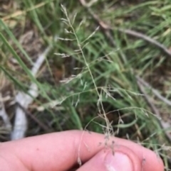 Eragrostis curvula at O'Connor, ACT - 6 Apr 2021 03:59 PM