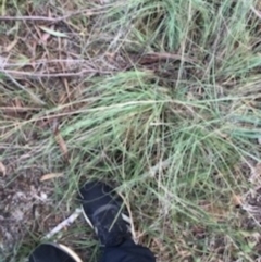 Eragrostis curvula at O'Connor, ACT - 6 Apr 2021 03:59 PM