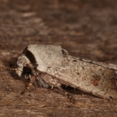 Proteuxoa leptochroa at Melba, ACT - 16 Apr 2021 06:40 PM