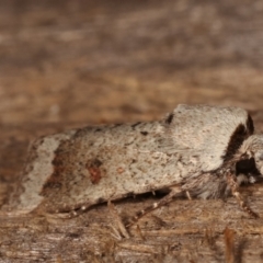 Proteuxoa leptochroa at Melba, ACT - 16 Apr 2021 06:40 PM