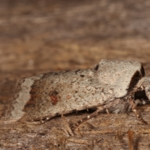 Proteuxoa leptochroa at Melba, ACT - 16 Apr 2021