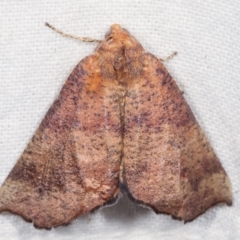 Mnesampela privata (Autumn Gum Moth) at Melba, ACT - 16 Apr 2021 by kasiaaus