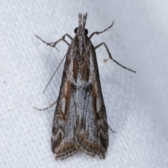 Scoparia anthracomochla (A Crambid moth (Scopariinae) at Melba, ACT - 16 Apr 2021 by kasiaaus
