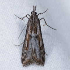 Unidentified Pyralid or Snout Moth (Pyralidae & Crambidae) (TBC) at Melba, ACT - 16 Apr 2021 by kasiaaus