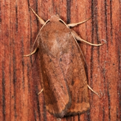 Diarsia intermixta (Chevron Cutworm, Orange Peel Moth.) at Melba, ACT - 16 Apr 2021 by kasiaaus