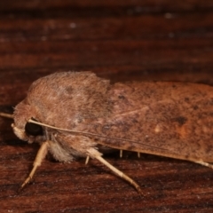 Diarsia intermixta at Melba, ACT - 16 Apr 2021