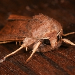 Diarsia intermixta at Melba, ACT - 16 Apr 2021 06:45 PM