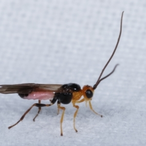 Braconidae (family) at Melba, ACT - 16 Apr 2021