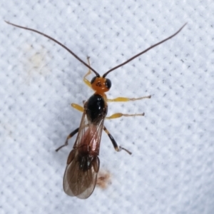 Braconidae (family) at Melba, ACT - 16 Apr 2021