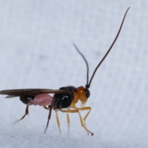 Braconidae (family) at Melba, ACT - 16 Apr 2021