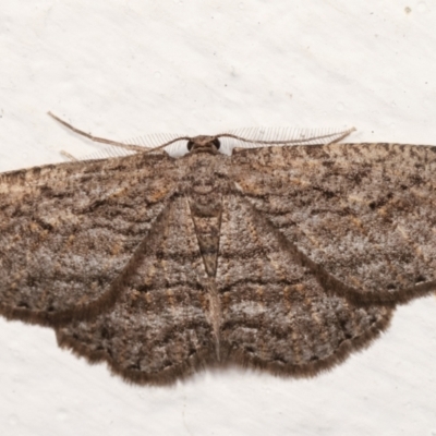 Zermizinga sinuata (Lucerne Looper, Spider Moth) at Melba, ACT - 16 Apr 2021 by kasiaaus