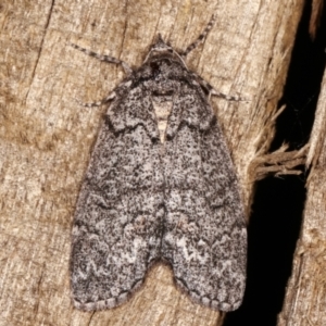 Smyriodes undescribed species nr aplectaria at Melba, ACT - 16 Apr 2021 09:40 PM