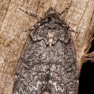 Smyriodes undescribed species nr aplectaria at Melba, ACT - 16 Apr 2021 09:40 PM