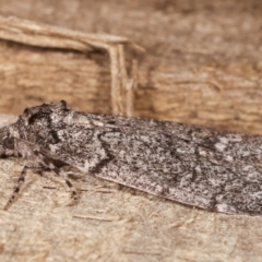 Smyriodes undescribed species nr aplectaria at Melba, ACT - 16 Apr 2021 09:40 PM