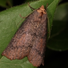 Fisera eribola (Orange-hooded Crest-moth) at Melba, ACT - 16 Apr 2021 by kasiaaus