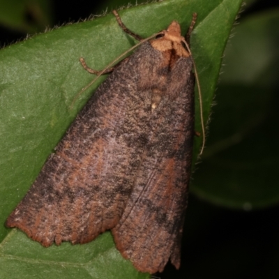 Fisera eribola (Orange-hooded Crest-moth) at Melba, ACT - 16 Apr 2021 by kasiaaus