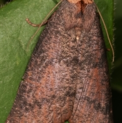 Fisera eribola at Melba, ACT - 16 Apr 2021