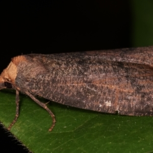 Fisera eribola at Melba, ACT - 16 Apr 2021 09:44 PM