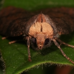 Fisera eribola at Melba, ACT - 16 Apr 2021 09:44 PM