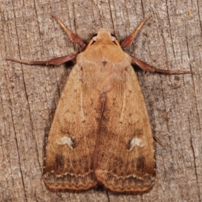 Diarsia intermixta (Chevron Cutworm, Orange Peel Moth.) at Melba, ACT - 17 Apr 2021 by kasiaaus