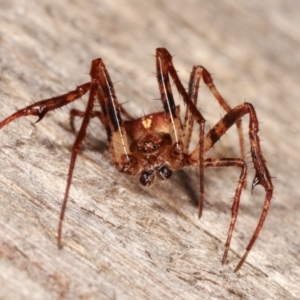 Australomimetus sp. (genus) at Melba, ACT - 17 Apr 2021 09:17 PM