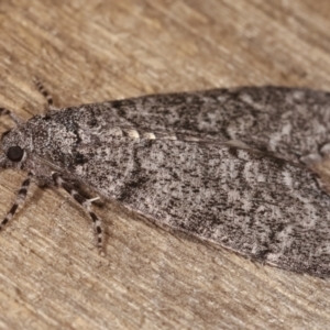 Smyriodes undescribed species nr aplectaria at Melba, ACT - 17 Apr 2021 09:18 PM