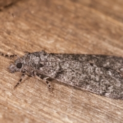 Smyriodes undescribed species nr aplectaria at Melba, ACT - 17 Apr 2021 09:18 PM