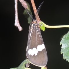 Nyctemera amicus (Senecio Moth, Magpie Moth, Cineraria Moth) at Conder, ACT - 10 Feb 2021 by michaelb