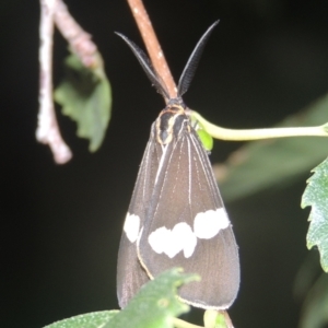 Nyctemera amicus at Conder, ACT - 10 Feb 2021 10:44 PM