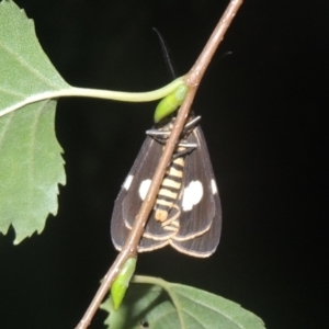 Nyctemera amicus at Conder, ACT - 10 Feb 2021 10:44 PM