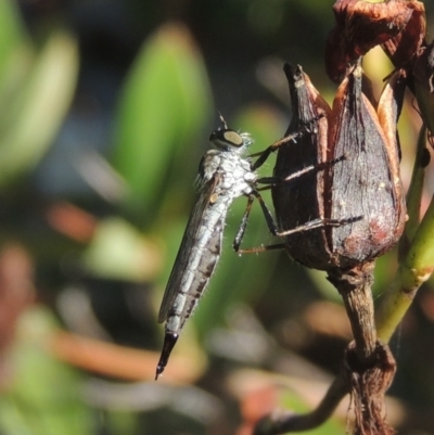 Cerdistus sp. (genus) (Slender Robber Fly) at Conder, ACT - 15 Feb 2021 by michaelb