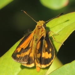 Ocybadistes walkeri (Green Grass-dart) at Conder, ACT - 15 Feb 2021 by MichaelBedingfield