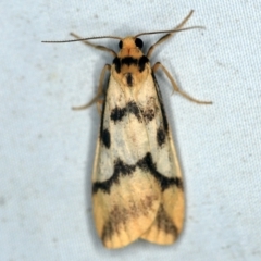 Tigrioides alterna (Alternating Footman) at QPRC LGA - 16 Apr 2021 by ibaird