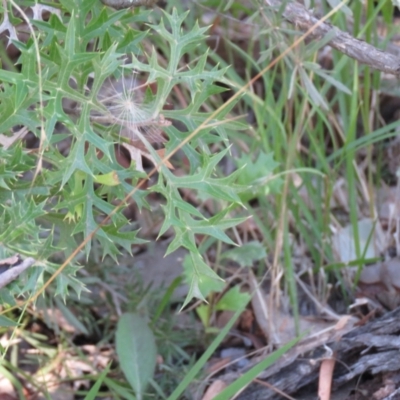 Grevillea ramosissima subsp. ramosissima (Fan Grevillea) at QPRC LGA - 19 Apr 2021 by SandraH
