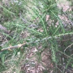 Acacia paradoxa (Kangaroo Thorn) at Mount Ainslie - 6 Apr 2021 by Tapirlord