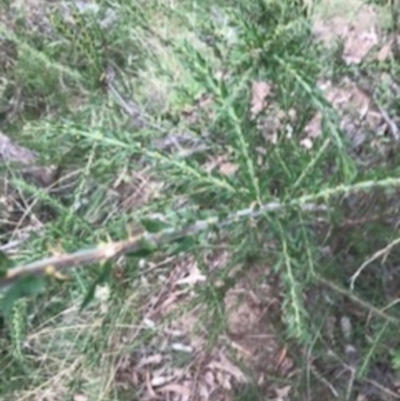 Acacia paradoxa (Kangaroo Thorn) at Campbell, ACT - 7 Apr 2021 by Tapirlord