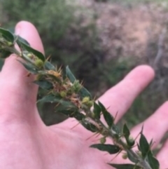 Acacia paradoxa at Campbell, ACT - 7 Apr 2021 09:37 AM