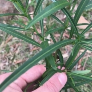 Solanum linearifolium at Campbell, ACT - 7 Apr 2021