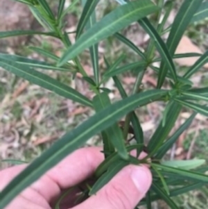 Solanum linearifolium at Campbell, ACT - 7 Apr 2021 10:00 AM