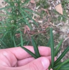 Solanum linearifolium at Campbell, ACT - 7 Apr 2021