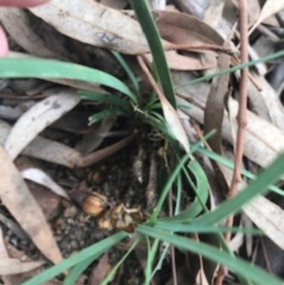 Lomandra bracteata (Small Matrush) at Campbell, ACT - 7 Apr 2021 by Tapirlord