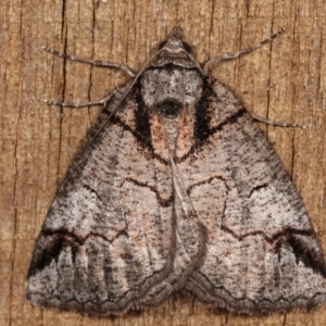 Austroterpna paratorna at Melba, ACT - 17 Apr 2021 09:26 PM