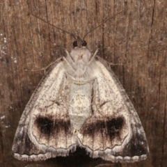 Austroterpna paratorna at Melba, ACT - 17 Apr 2021 09:26 PM