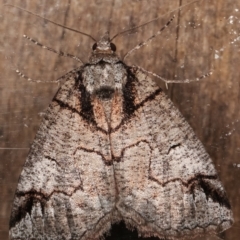 Austroterpna paratorna at Melba, ACT - 17 Apr 2021 09:26 PM