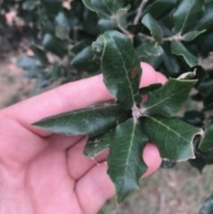 Quercus suber at Campbell, ACT - 7 Apr 2021